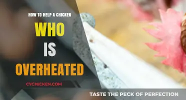 Cooling Your Chicken: Quick Tips to Prevent Overheating in Poultry