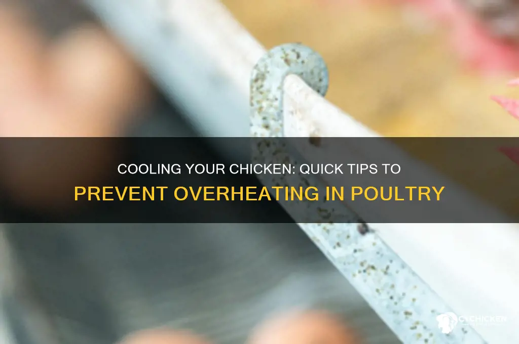 how to help a chicken who is overheated