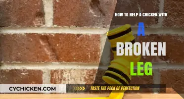 Healing a Chicken's Broken Leg: A Step-by-Step Guide