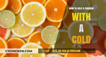 Caring for Your Chicken: Effective Remedies for Cold Symptoms