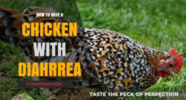 Effective Ways to Treat and Prevent Diarrhea in Chickens