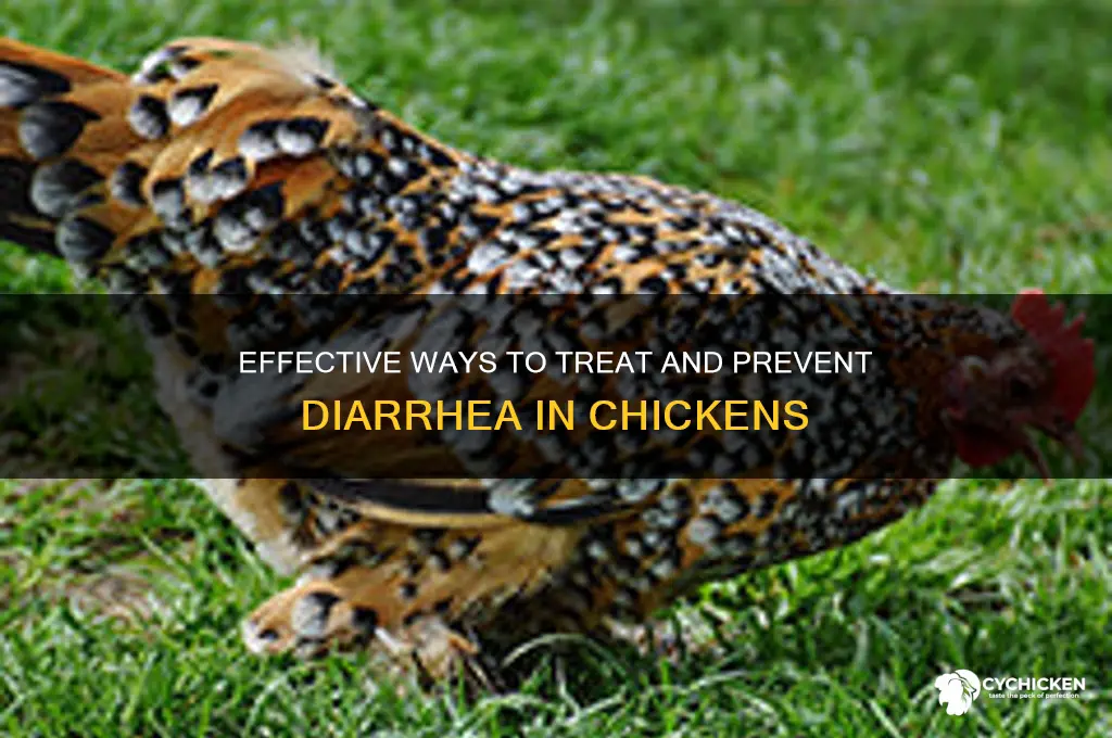 how to help a chicken with diahrrea