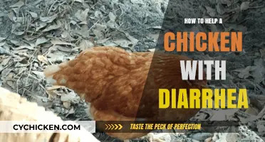 Effective Remedies to Treat and Prevent Diarrhea in Chickens