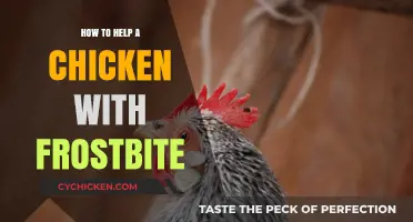 Caring for Chickens: Effective Frostbite Relief and Prevention Tips