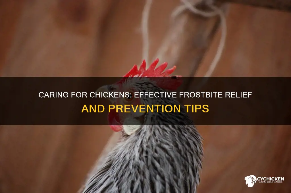 how to help a chicken with frostbite