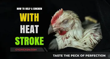 Cooling Your Flock: Effective Ways to Treat Chicken Heat Stroke