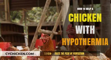 Warmth and Care: Saving Chickens from Hypothermia – A Guide