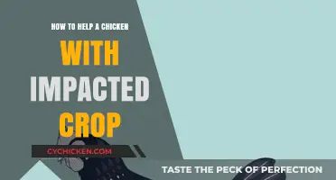 Effective Ways to Relieve and Treat a Chicken's Impacted Crop