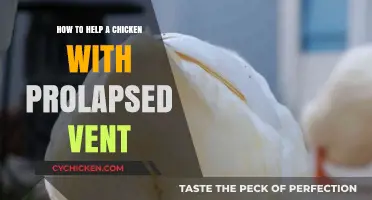 Caring for Your Chicken: Effective Ways to Treat Prolapsed Vent