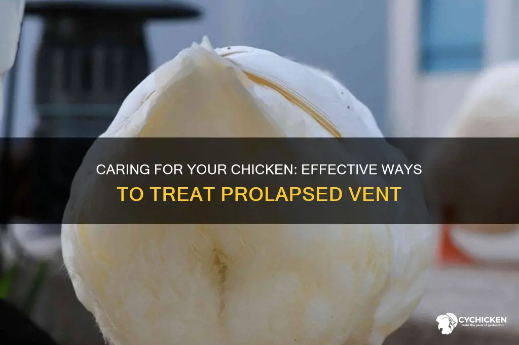 how to help a chicken with prolapsed vent