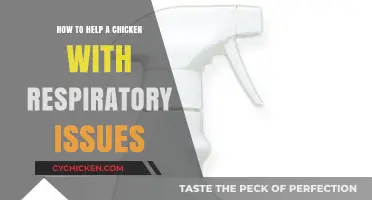 Effective Ways to Treat and Prevent Chicken Respiratory Problems