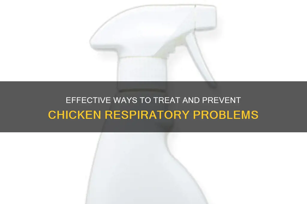 how to help a chicken with respiratory issues