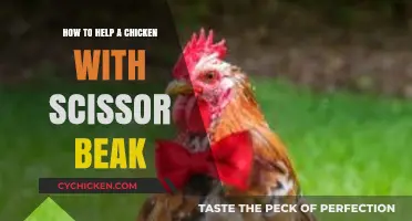 Correcting Scissor Beak in Chickens: Gentle Care and Effective Solutions