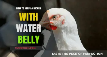 Treating Water Belly in Chickens: Effective Remedies and Prevention Tips