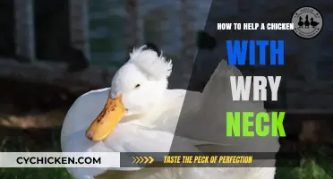 Treating Wry Neck in Chickens: Effective Remedies and Care Tips
