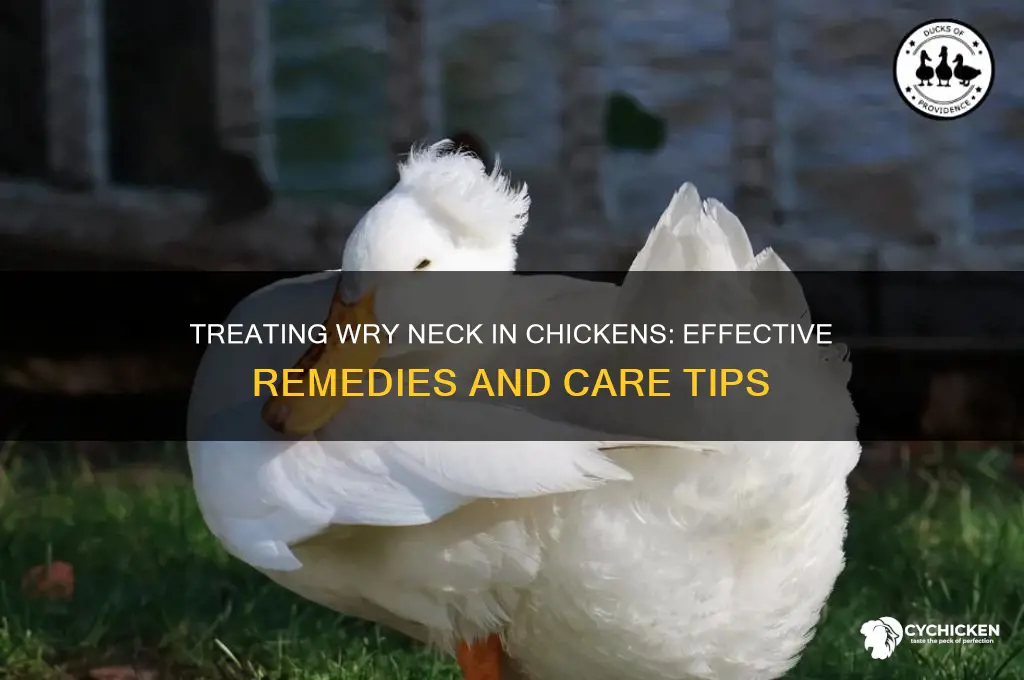 how to help a chicken with wry neck