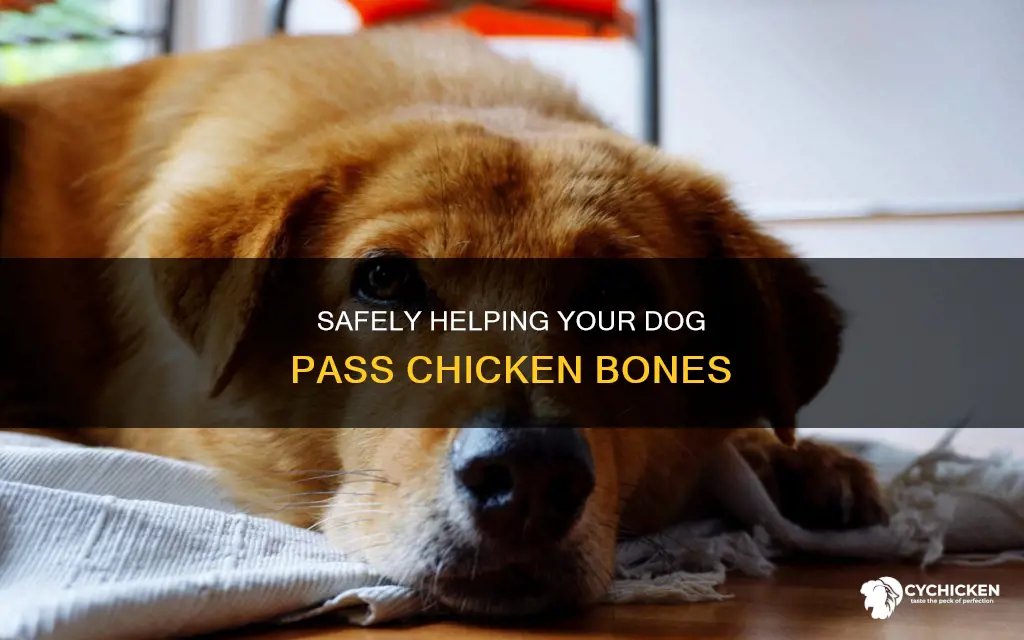 how to help a dog pass a chicken bone
