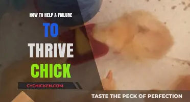 Nurturing Weak Chicks: Effective Strategies to Help Failure-to-Thrive Poultry