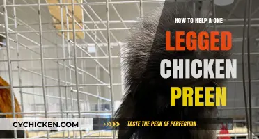 Caring for a One-Legged Chicken: Gentle Preening Tips and Techniques