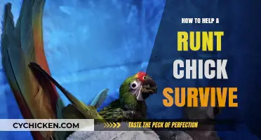 Nurturing the Runt: Essential Tips for Chick Survival and Growth