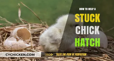 Assisting a Stuck Chick: Gentle Hatching Techniques for Success