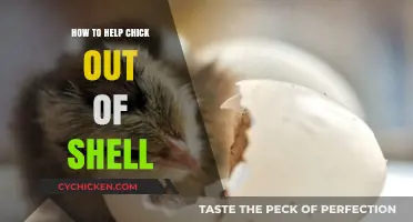 Assisting Hatching Chicks: Gentle Techniques to Help Them Break Free