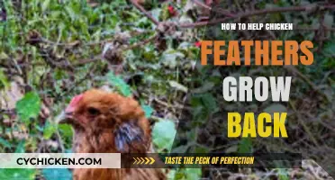 Revitalize Your Flock: Effective Tips for Restoring Chicken Feather Growth