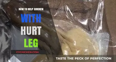 Healing Your Chicken’s Hurt Leg: Simple Steps for Quick Recovery