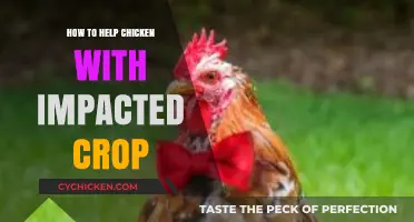Effective Ways to Relieve and Prevent Impacted Crop in Chickens