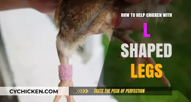 Correcting Chicken L-Shaped Legs: Effective Care and Treatment Tips