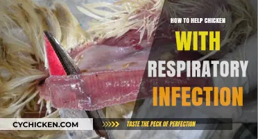 Effective Ways to Treat and Prevent Chicken Respiratory Infections