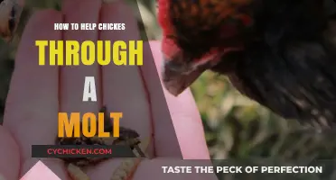 Supporting Your Flock: Effective Ways to Help Chickens Through Molting