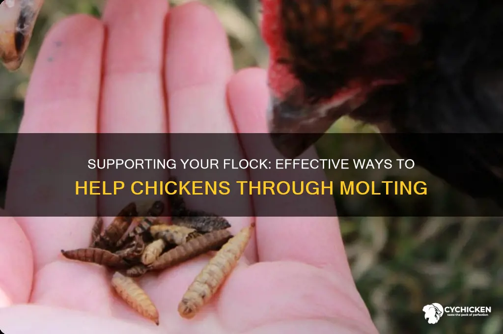 how to help chickes through a molt