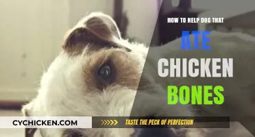 Emergency Tips: Helping Your Dog After Eating Chicken Bones Safely