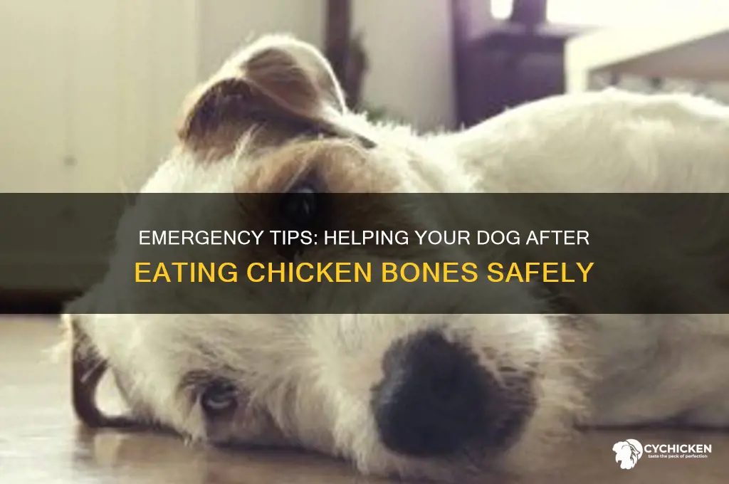 how to help dog that ate chicken bones