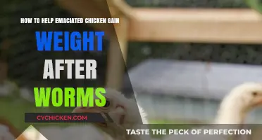 Helping Chickens Recover: Weight Gain After Worms