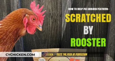 Fixing Feathers: Helping Hens Recover from Rooster Scratches