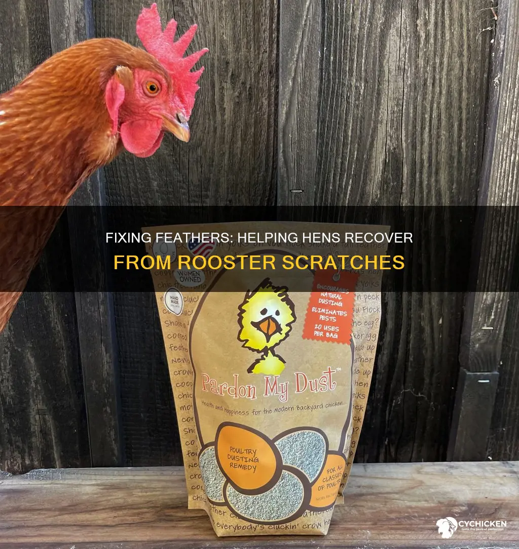 how to help fix chicken feathers scratched by rooster