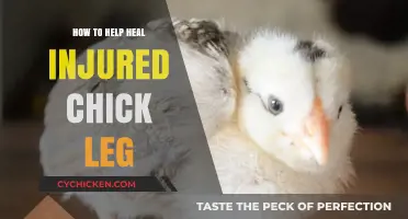 Healing Injured Chick Legs: Gentle Care and Recovery Tips