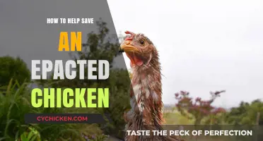 Rescue and Revive: Essential Steps to Save an Impacted Chicken