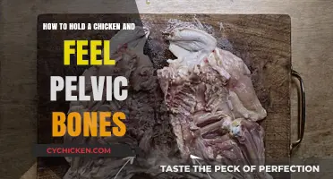 Handling Chickens: Pelvic Bone Sensation