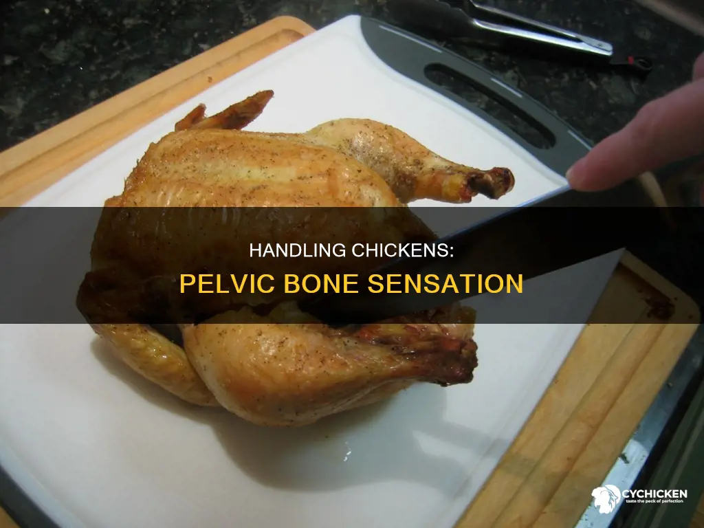 how to hold a chicken and feel pelvic bones