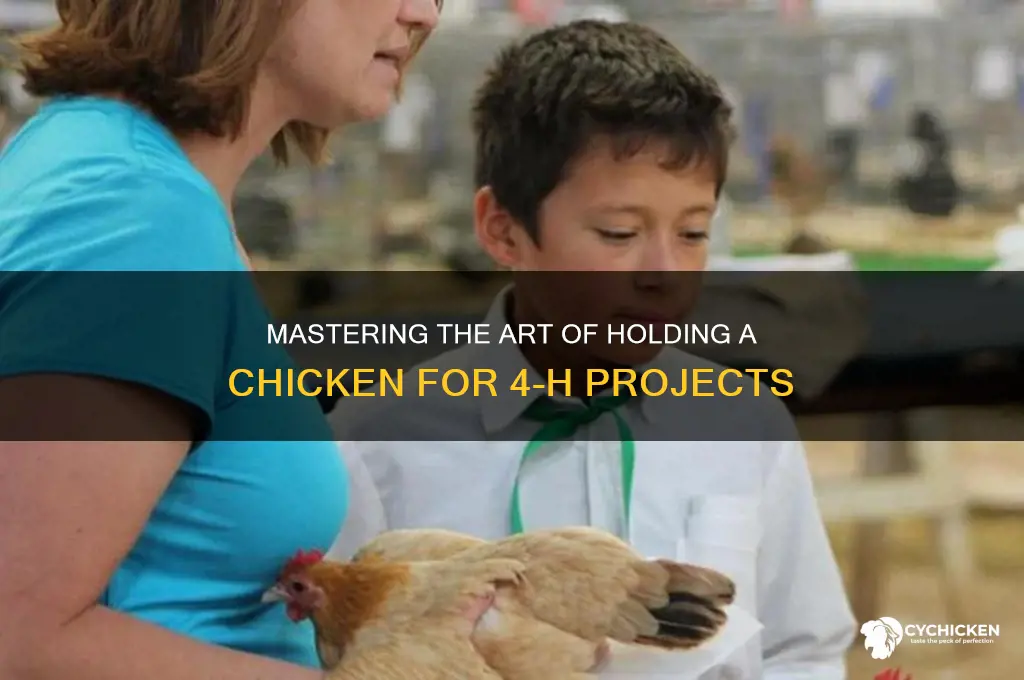 how to hold a chicken for 4 h