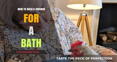 Mastering the Art of Bathing Chickens: A Gentle Holding Guide