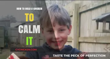 Gentle Chicken Handling: Techniques to Calm and Comfort Your Flock