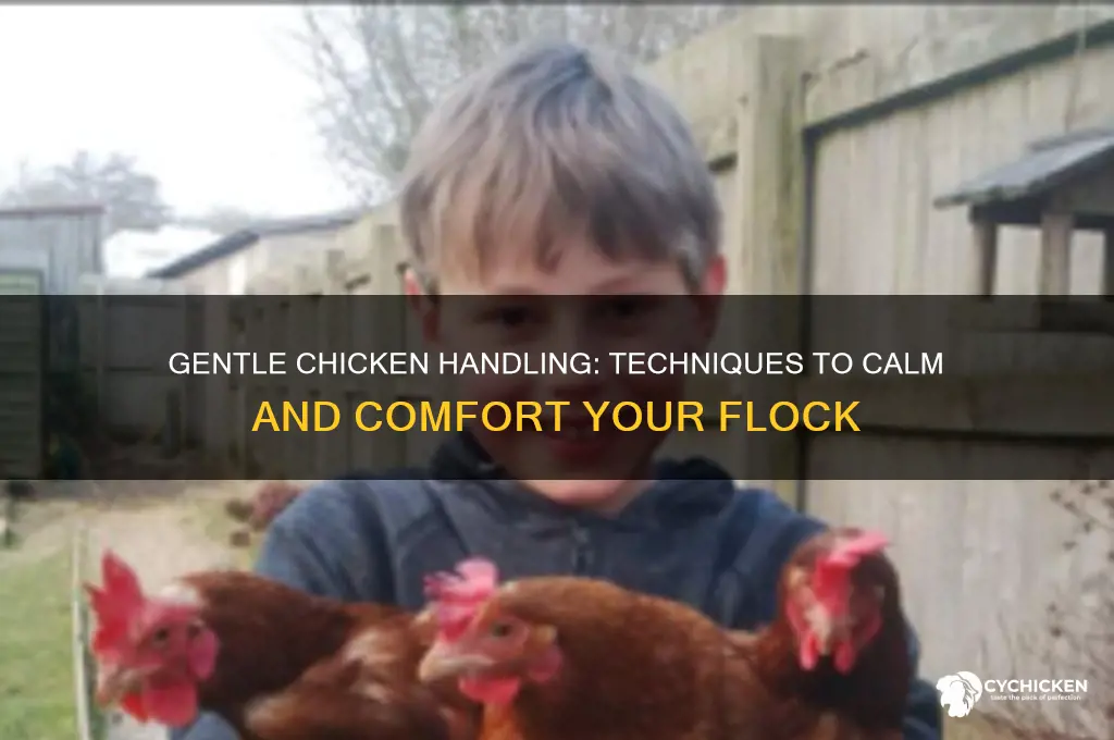 how to hold a chicken to calm it