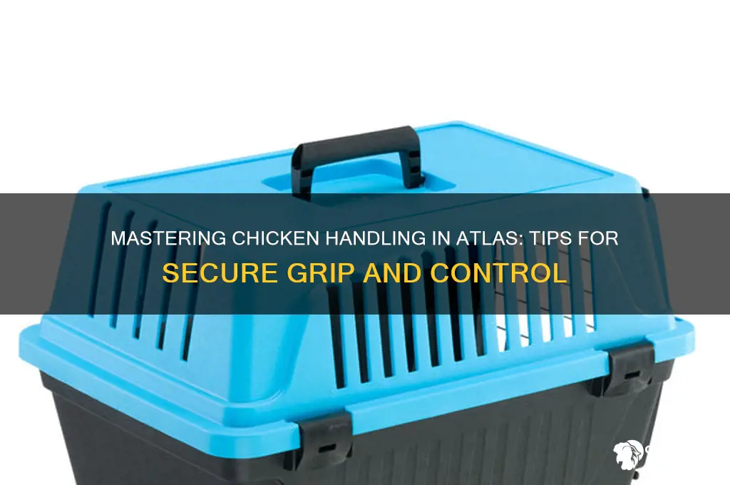 how to hold chicken in atlas game