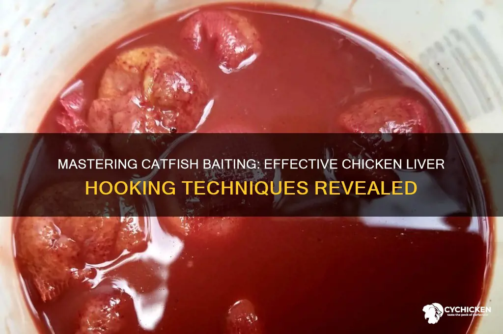 how to hook chicken liver for catfish