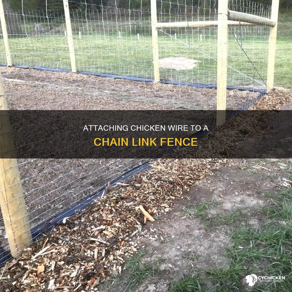 how to hook chicken wire to chain link fence