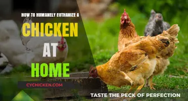 Compassionate Chicken Euthanasia: A Step-by-Step Home Guide